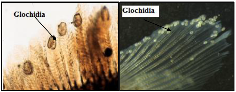 Glochidia kijing taiwan yang menempel pada ikan